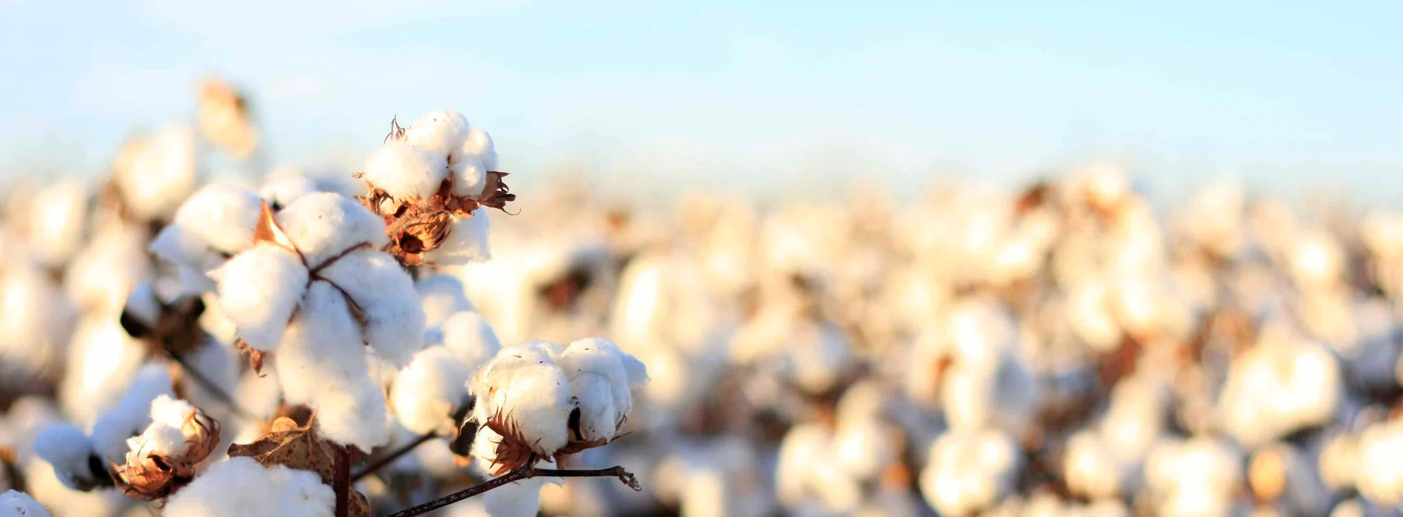 Cotton plants with white cotton bolls against a blurred natural background